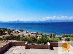 שלד 01 פלופונס