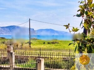 בית מסורתי 08 פלופונס